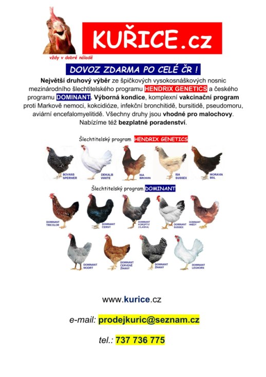 Prodej kuřic