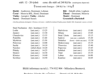 Prodej kuřic - Bromová