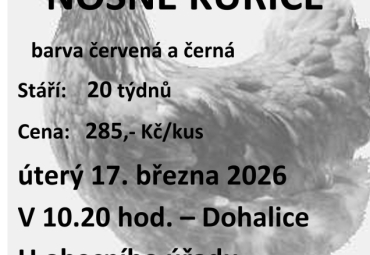 Prodej kuřic  - Svoboda Lučice