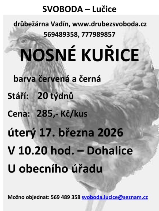 Prodej kuřic  - Svoboda Lučice