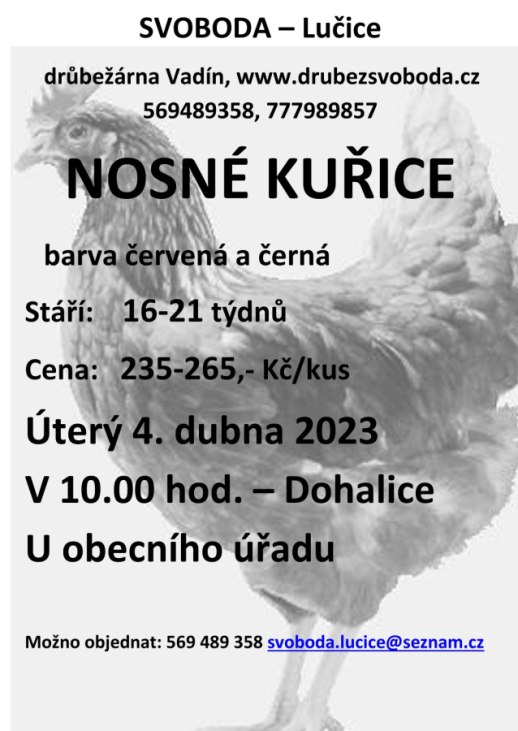 Prodej kuřic SVOBODA-Lučice