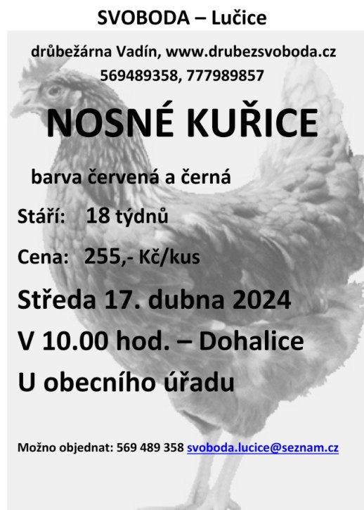 Prodej kuřic Svoboda Lučice