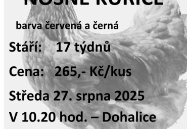 Prodej kuřic  -Svoboda Lučice