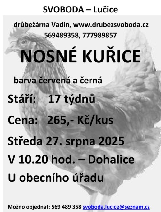 Prodej kuřic  -Svoboda Lučice