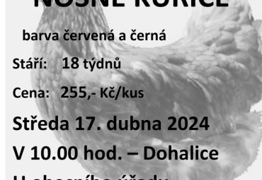 Prodej kuřic Svoboda Lučice Prodej kuřic Svoboda Lučice