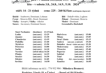 Prodej kuřic - Bromová Prodej kuřic - Bromová